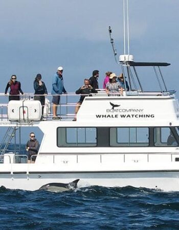 Simon's Town Boat Company