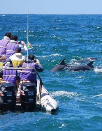 Simon's Town Boat Company