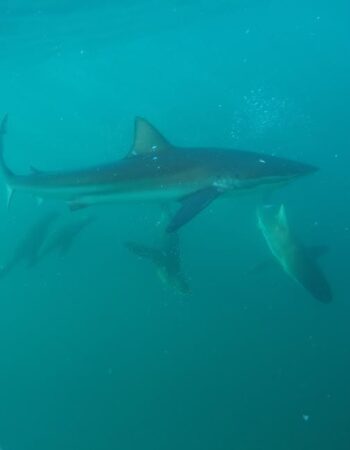 African Shark Eco-Charters