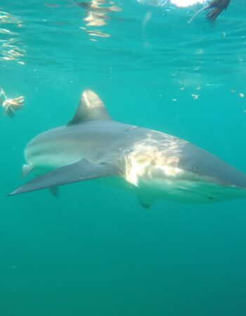 African Shark Eco-Charters