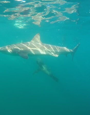 African Shark Eco-Charters