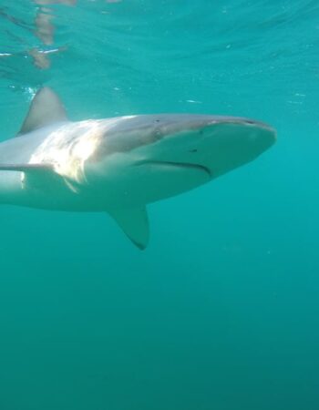 African Shark Eco-Charters