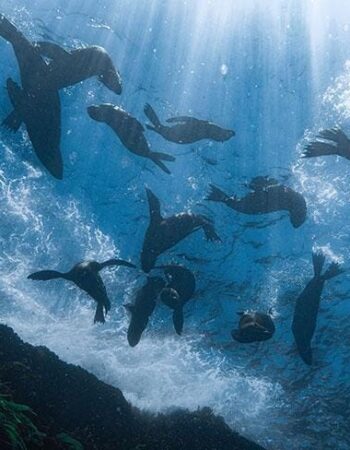 Impact Divers