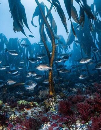 Impact Divers