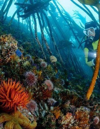 Pisces Divers