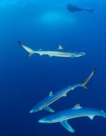 Pisces Divers
