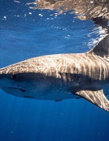 Shark Explorers