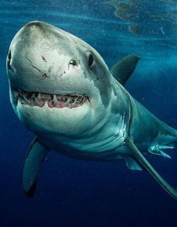Shark Explorers