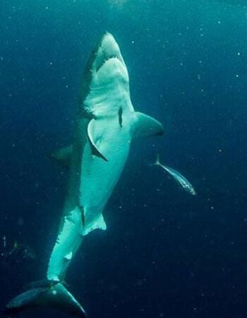 Shark Explorers