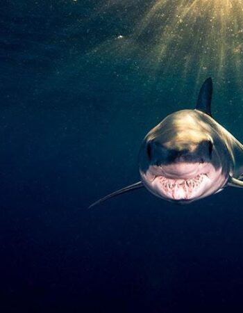 Shark Explorers