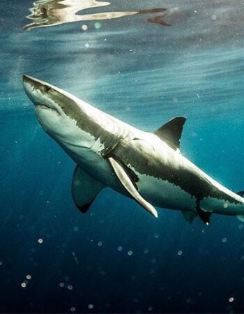 Shark Explorers